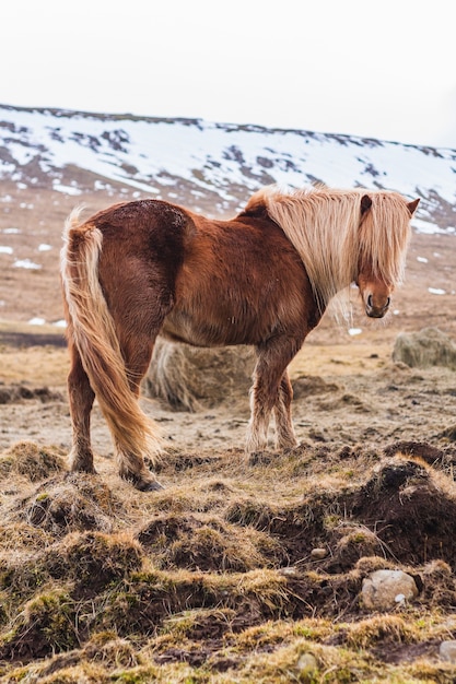 Icelandic horse walking through a field covered in the snow in Iceland