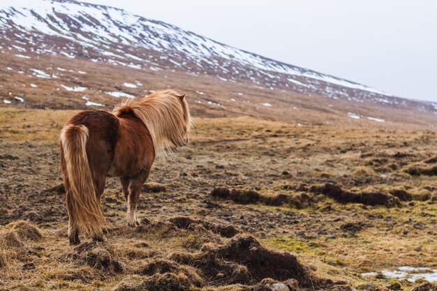 Icelandic horse walking through a field covered in the snow with a blurry in Iceland