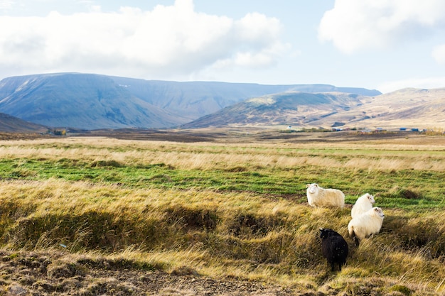 Icelandic prairie