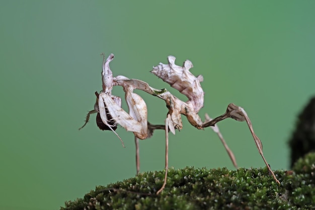 Free photo idolomantis diabolica is eating crickets idolomantis diabolica closeup