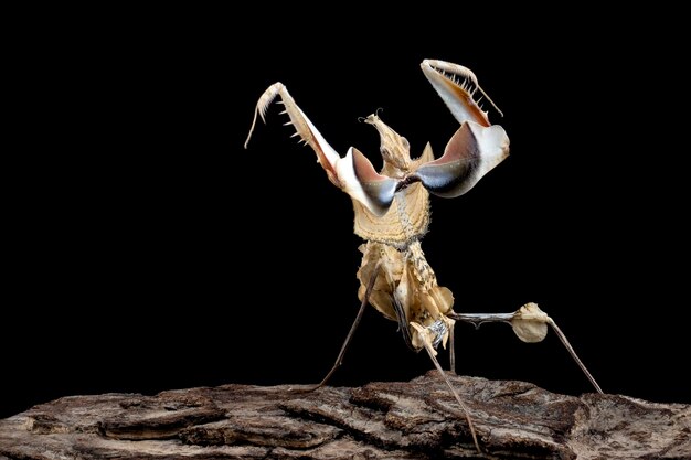 Idolomantis diabolica with self defense position on branch with black background Idolo mantis closeup