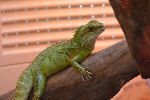 Free photo iguana balancing along a tree branch.