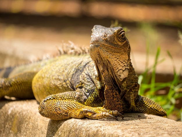 Iguana Staring on the Garden