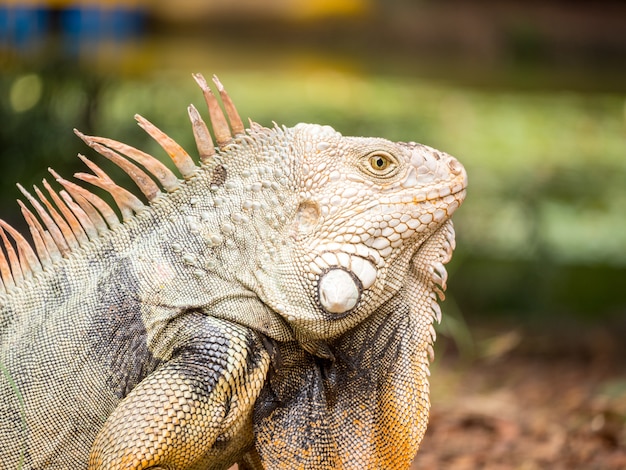 Iguana Staring on the Grass