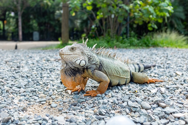 Iguana staring on rocks