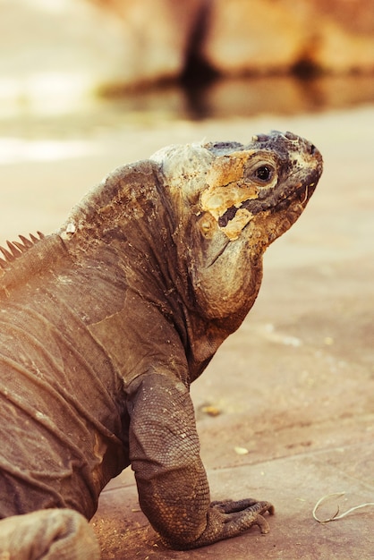 Free Photo iguana