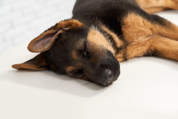 Free Photo ill german shephard sleeping in vet clinic