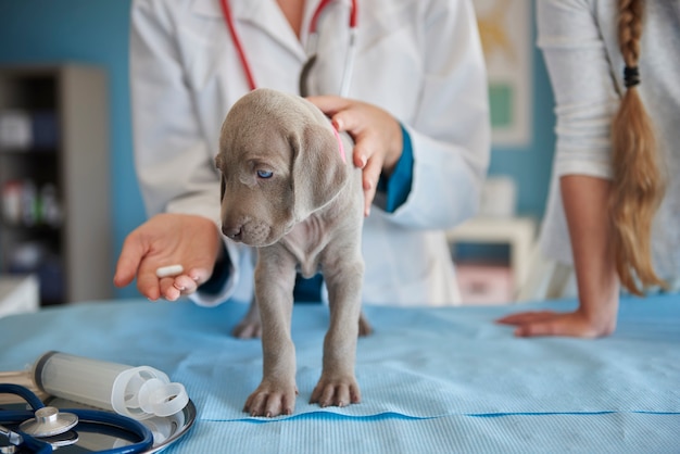 Ill puppy taking a pill
