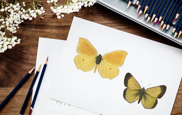 Free Photo illustrationist coloring butterfly