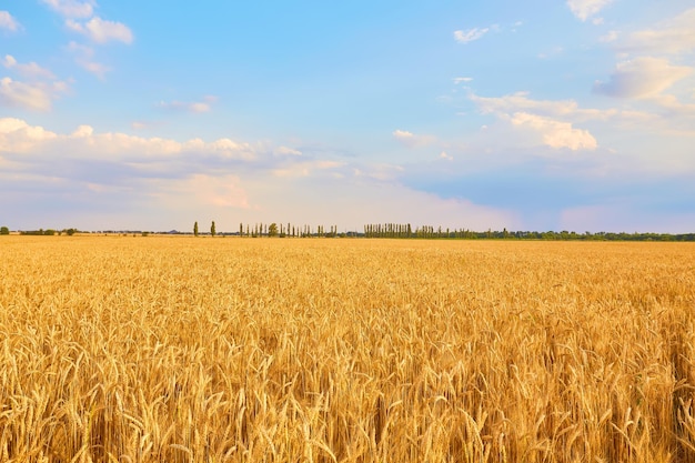 Free Photo image of wheat field with blue sky