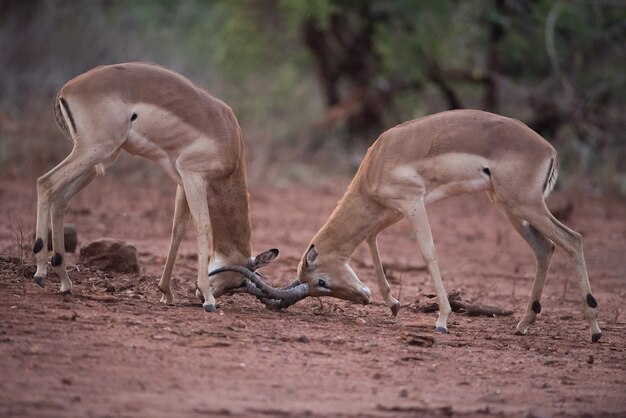 Free photo impala antelopes in a mock battle with a blurred background