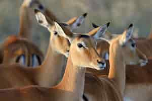 Free photo impalas in the wild