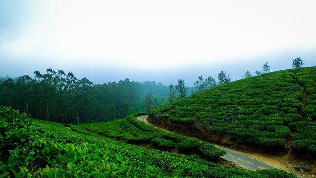 india fog tea cool tea leaves