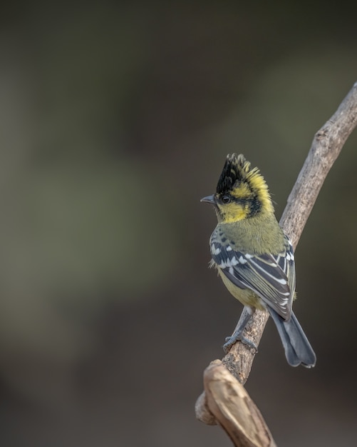 Free photo indian black-lored tit, machlolophus aplonotus