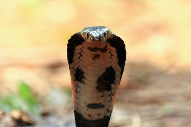 Free photo indian cobra coluber naja is ready to attack