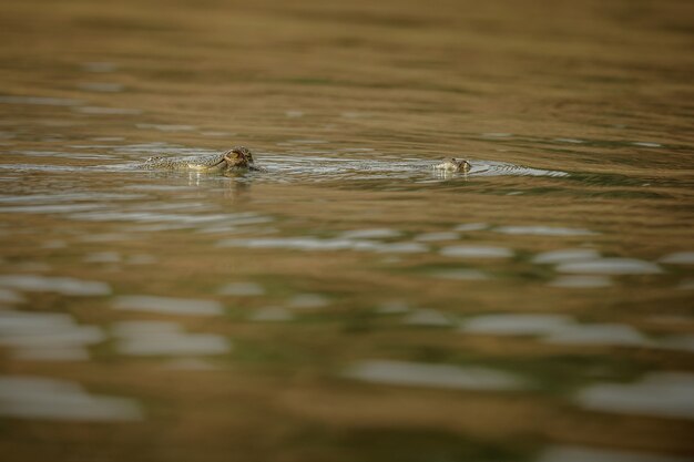 Indian gavial in the nature habitat chambal river sanctuary 