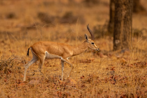 Indian gazell male in a beautiful place in indiawild animal in the nature habitat