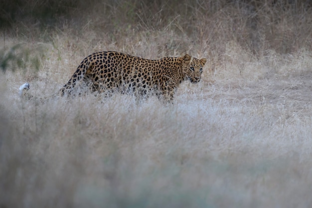 Indian leopard in the nature habitat Leopard resting on the rock Wildlife scene with danger animal