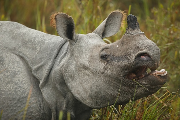 Free Photo indian rhinoceros in asia indian rhino or one horned rhinoceros unicornis with green grass