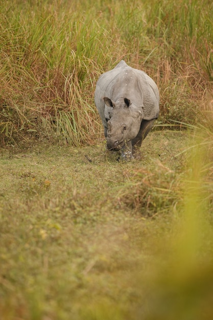 indian rhinoceros in asia indian rhino or one horned rhinoceros unicornis with green grass