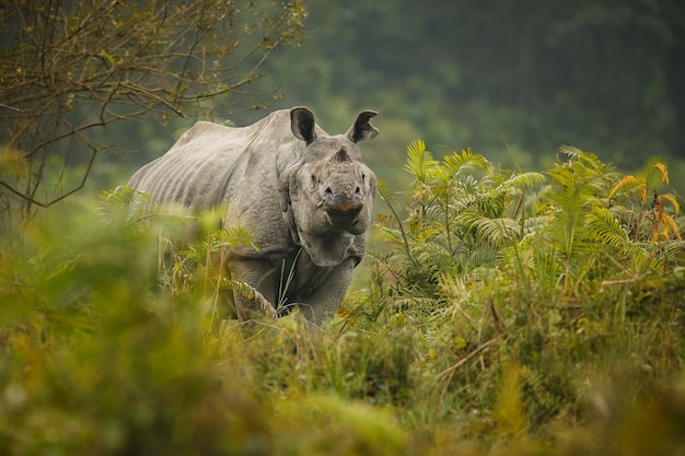 indian rhinoceros in asia indian rhino or one horned rhinoceros unicornis with green grass