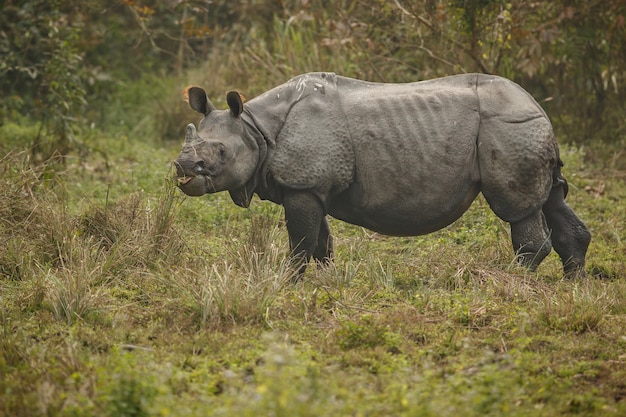 Free Photo indian rhinoceros in asia indian rhino or one horned rhinoceros unicornis with green grass