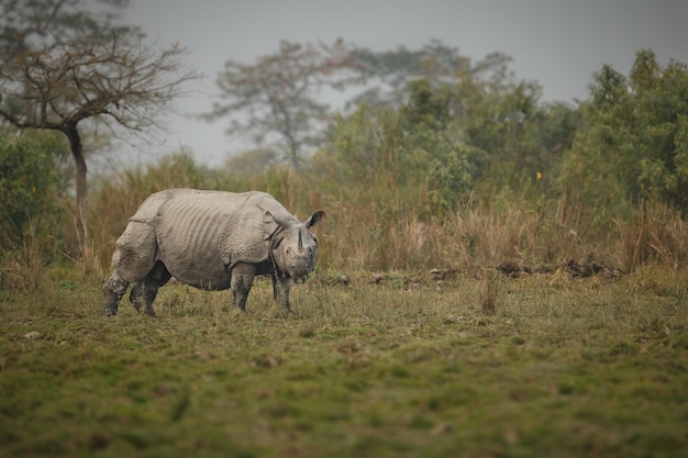 indian rhinoceros in asia indian rhino or one horned rhinoceros unicornis with green grass