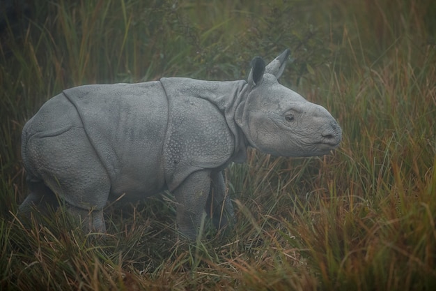 Free photo indian rhinoceros in asia indian rhino or one horned rhinoceros unicornis with green grass