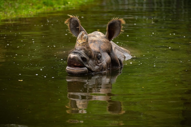 Free photo indian rhinoceros in the beautiful nature looking habitat one horned rhino endangered species the biggest kind of rhinoceros on the earth