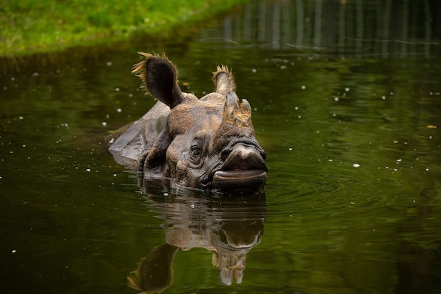 Free Photo indian rhinoceros in the beautiful nature looking habitat one horned rhino endangered species the biggest kind of rhinoceros on the earth