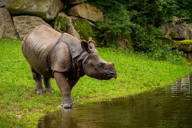 Indian rhinoceros in the beautiful nature looking habitat One horned rhino Endangered species The biggest kind of rhinoceros on the earth