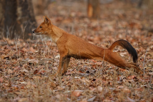 Free photo indian wild dog pose in the nature habitat