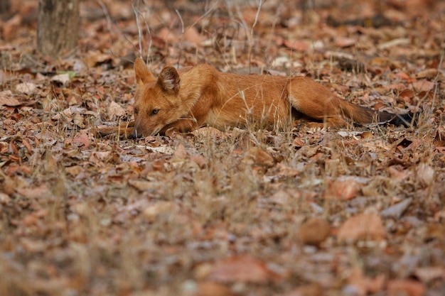 Free photo indian wild dog pose in the nature habitat