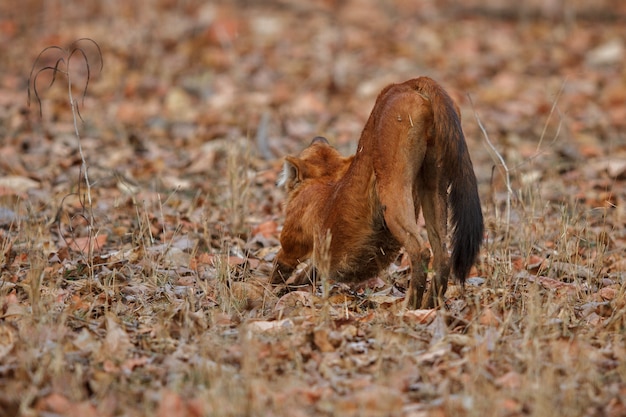 Free Photo indian wild dog pose in the nature habitat 