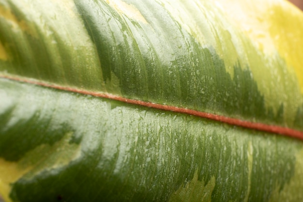 Indoor plant textures details