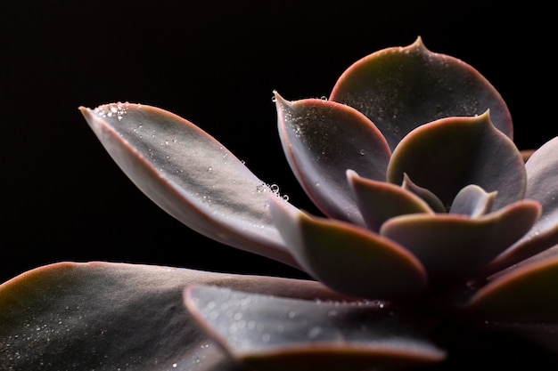 Free photo indoor plant textures details