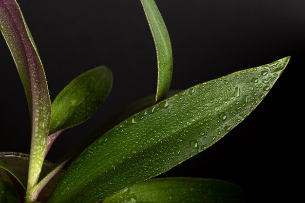 Indoor plant textures details