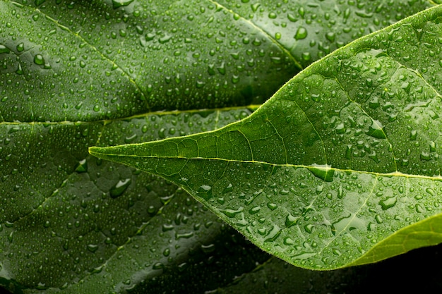 Indoor plant textures details