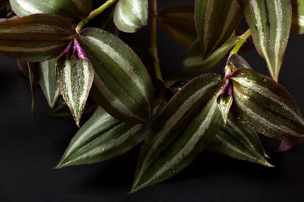 Indoor plant textures details