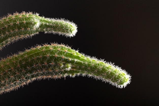 Indoor plant textures details