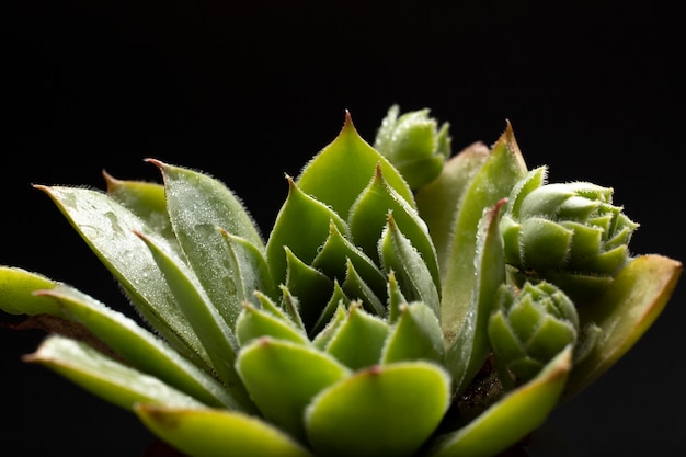 Free Photo indoor plant textures details