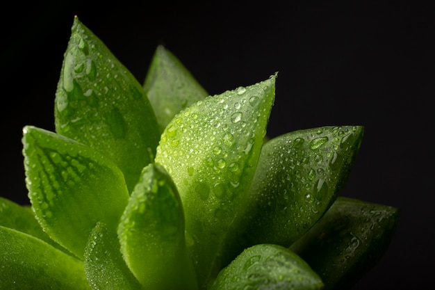 Indoor plant textures details