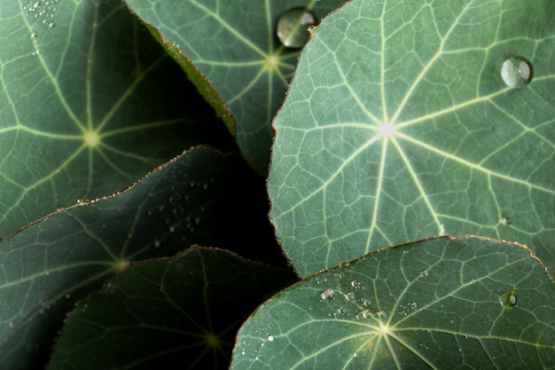 Free Photo indoor plant textures details