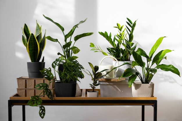 Free photo indoor plants in studio