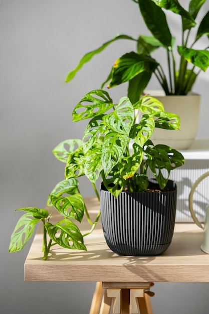 Free Photo indoor plants in studio