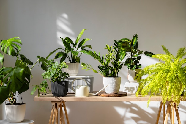 Free Photo indoor plants in studio