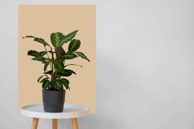 Free Photo indoor plants in studio