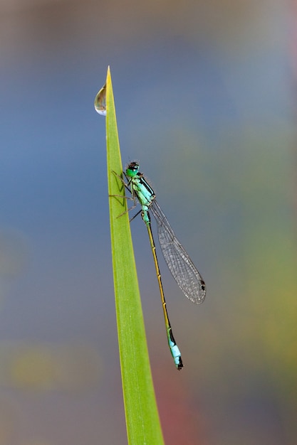 Free Photo insect on a blade of grass