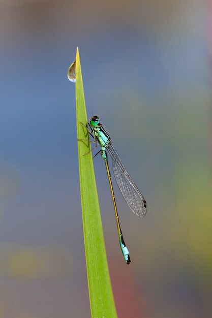 Insect on a blade of grass