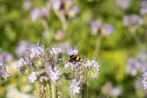 Free photo insect on the flowers in the field during daytime